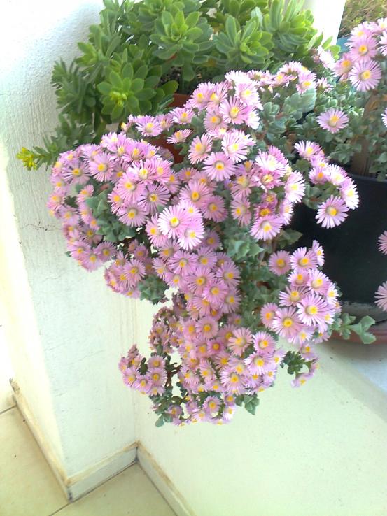Name:  Fotoraf2690.jpg
Views: 851
Size:  74.5 KB