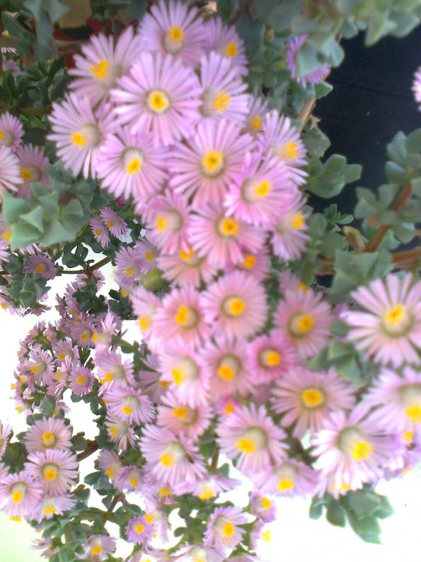 Name:  Fotoraf2691.jpg
Views: 796
Size:  73.2 KB