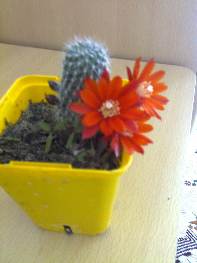 Name:  Fotoraf2703.jpg
Views: 798
Size:  58.7 KB