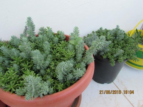 Name:  IMG_0698.jpg
Views: 1342
Size:  42.2 KB