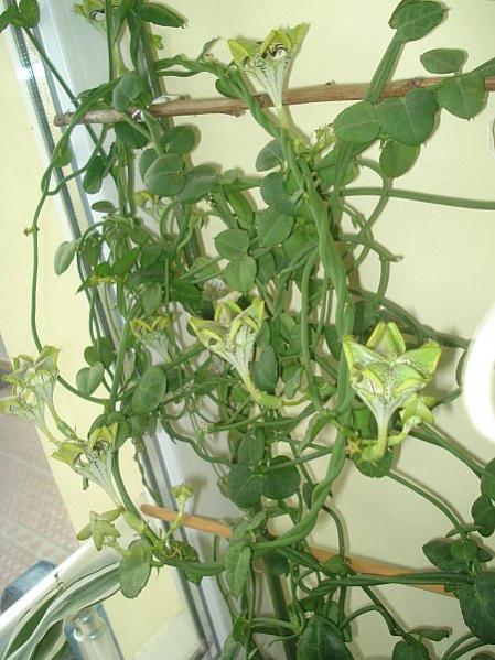 Name:  DSC07704.jpg
Views: 1153
Size:  52.9 KB