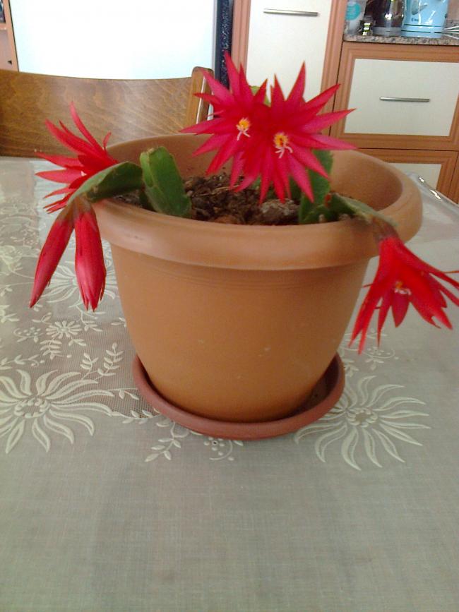 Name:  Fotoraf2760.jpg
Views: 879
Size:  60.1 KB