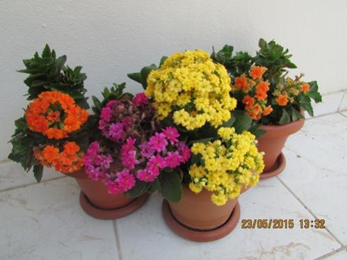Name:  IMG_0735.jpg
Views: 1331
Size:  29.2 KB