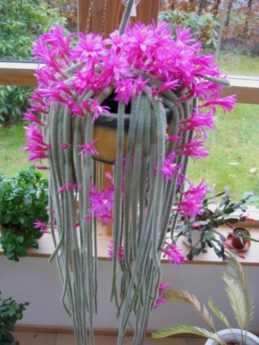 Name:  aporocactus.jpg
Views: 908
Size:  65.6 KB
