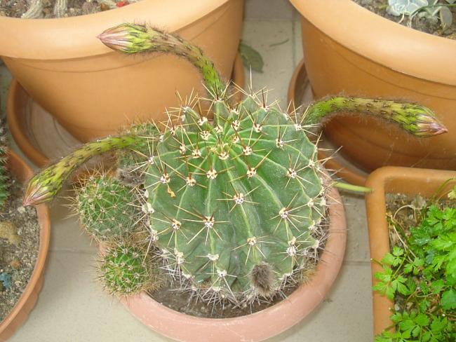 Name:  DSC07759.jpg
Views: 1049
Size:  59.2 KB