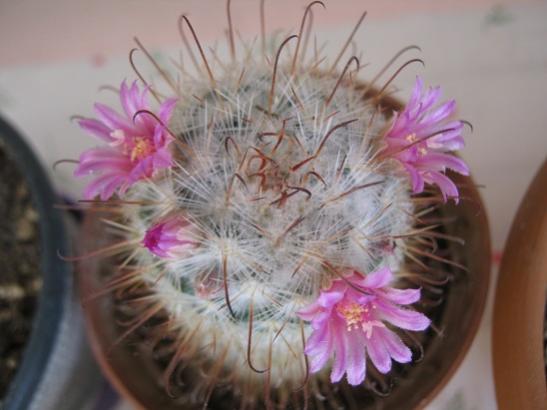 Name:  kakts- mammillaria bombycina.jpg
Views: 1521
Size:  29.5 KB
