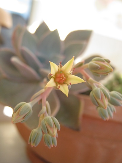 Name:  graptopetalum.jpg
Views: 1456
Size:  64.5 KB