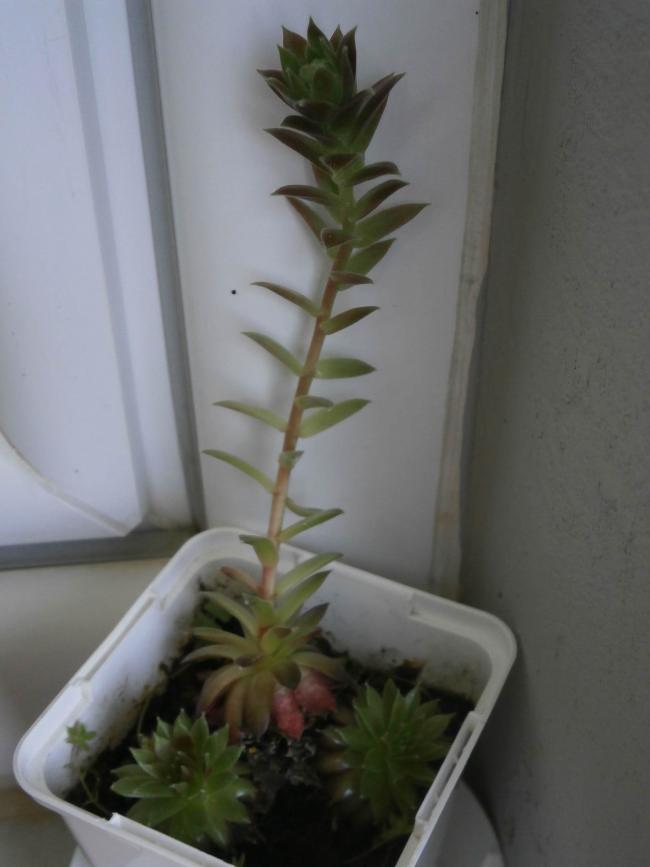 Name:  sempervivum-1.jpg
Views: 2162
Size:  38.6 KB
