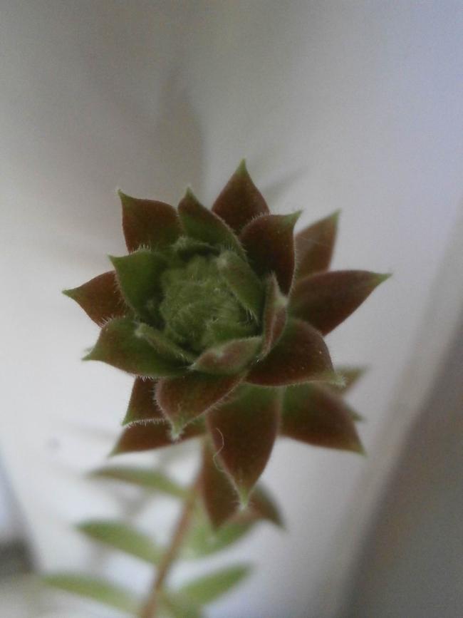 Name:  sempervivum-2 iek.jpg
Views: 2815
Size:  35.2 KB