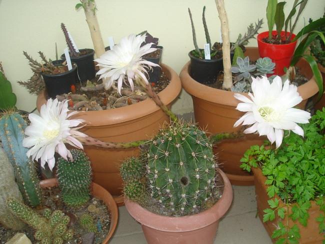 Name:  DSC07790.jpg
Views: 1020
Size:  57.0 KB