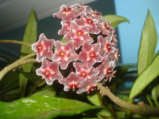 Name:  DSC07850.jpg
Views: 997
Size:  51.2 KB