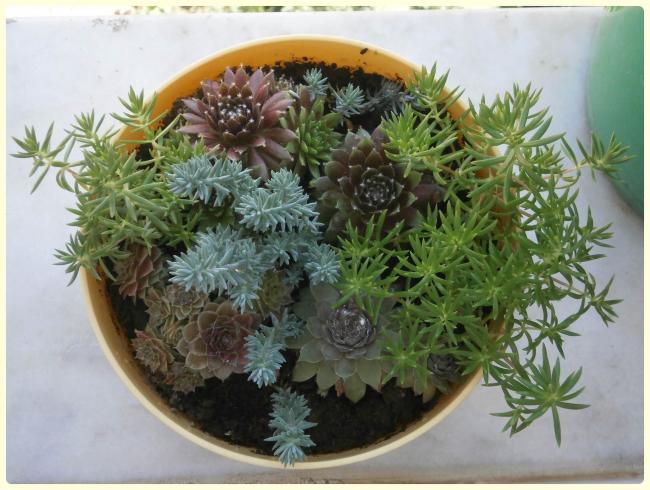 Name:  Sempervivum.jpg
Views: 1920
Size:  55.1 KB