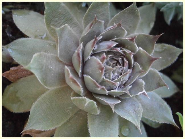 Name:  Sempervivum1.jpg
Views: 1928
Size:  45.7 KB