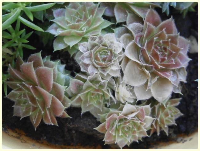 Name:  Sempervivum2.jpg
Views: 1850
Size:  54.1 KB