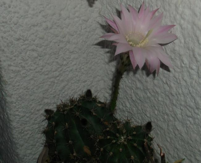Name:  DSCF7304.jpg
Views: 689
Size:  40.5 KB