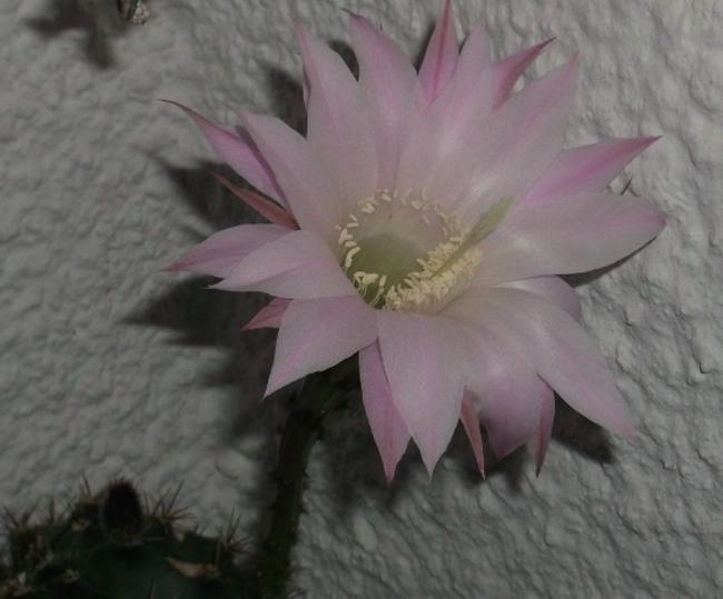Name:  DSCF7305.jpg
Views: 686
Size:  34.0 KB