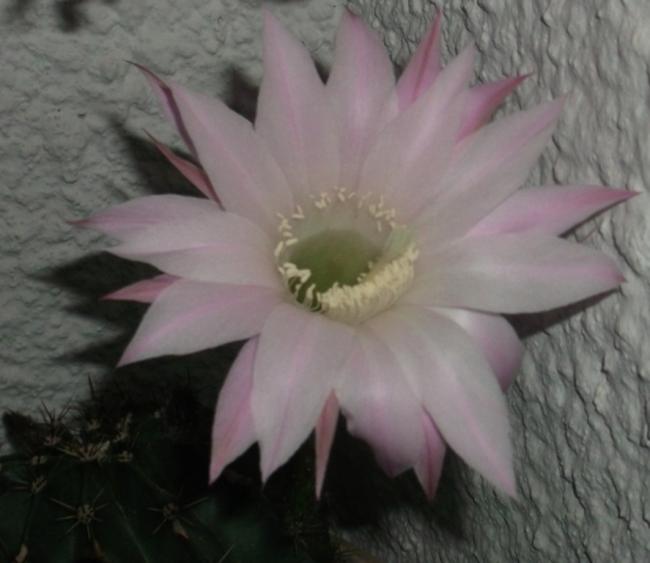 Name:  DSCF7302.jpg
Views: 681
Size:  33.6 KB