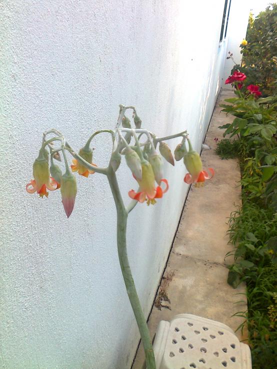 Name:  Fotoraf2971.jpg
Views: 678
Size:  71.7 KB