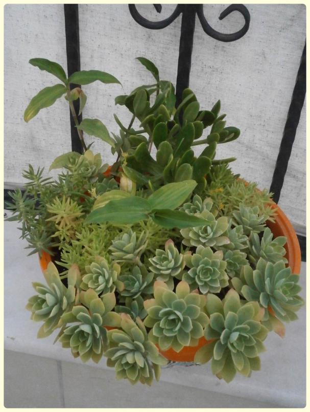 Name:  Sedum palmeri.jpg
Views: 2465
Size:  72.2 KB