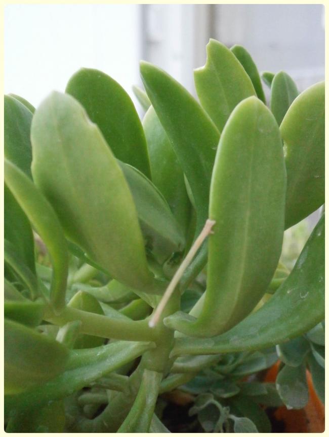 Name:  Sedum dendroideum.jpg
Views: 2301
Size:  49.9 KB