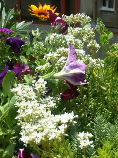 Name:  10639597_10153106235098143_4783127706488848159_n.jpg
Views: 1081
Size:  55.3 KB