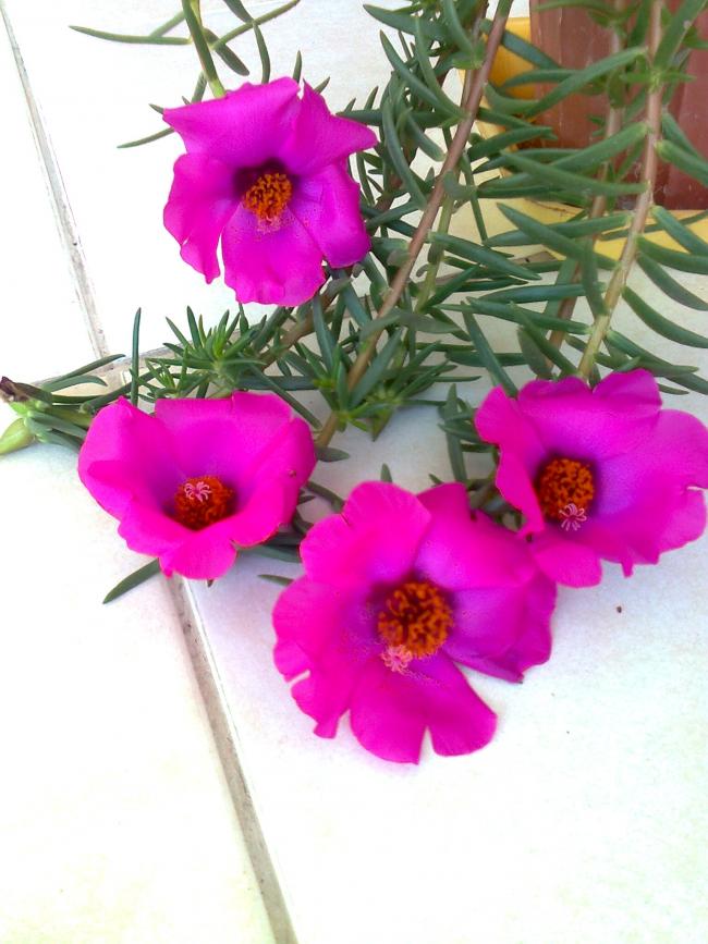 Name:  Fotoraf3129.jpg
Views: 927
Size:  67.6 KB