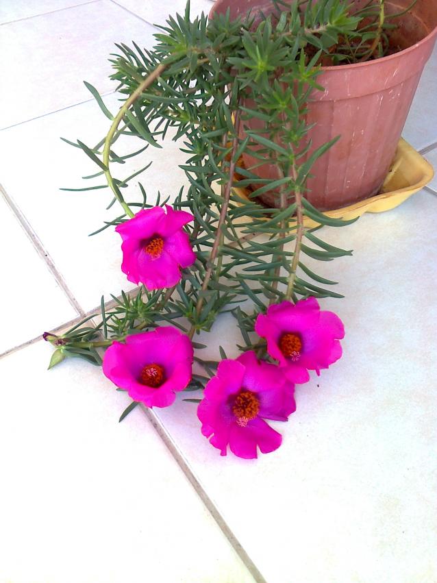 Name:  Fotoraf3128.jpg
Views: 963
Size:  70.4 KB