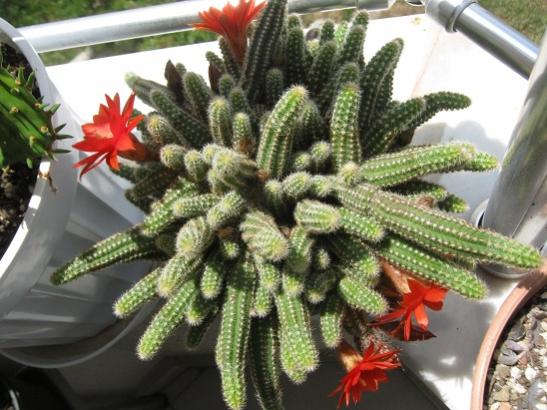 Name:  chamaecereus s..jpg
Views: 1471
Size:  47.8 KB