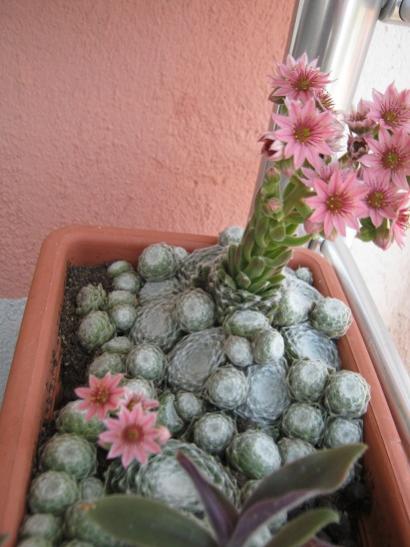 Name:  sempervivum.jpg
Views: 1725
Size:  36.8 KB