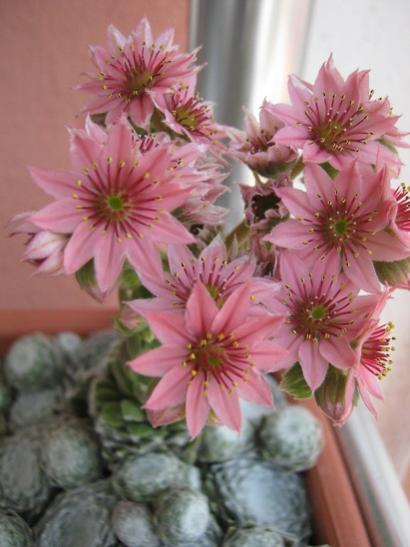 Name:  sempervivum1.jpg
Views: 1449
Size:  33.1 KB