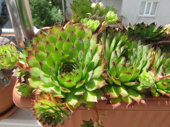 Name:  sempervivum.jpg
Views: 1651
Size:  44.9 KB