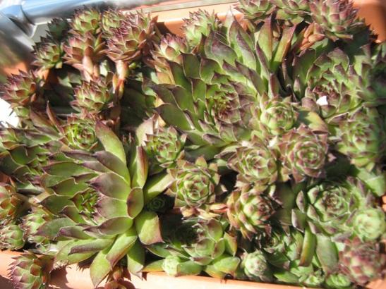 Name:  sempervivum1.jpg
Views: 1444
Size:  56.0 KB