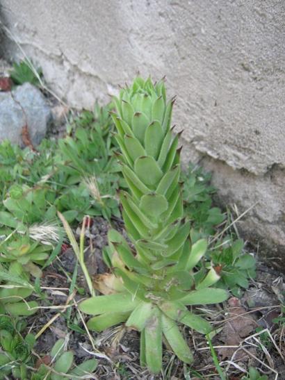 Name:  sempervivum ev-bahe.jpg
Views: 1565
Size:  45.8 KB