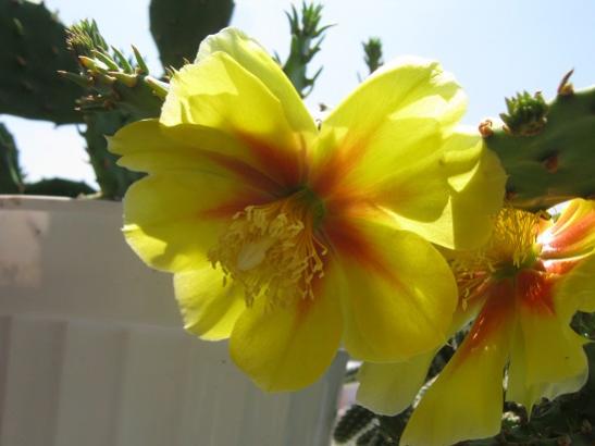 Name:  opuntia.jpg
Views: 1341
Size:  24.9 KB