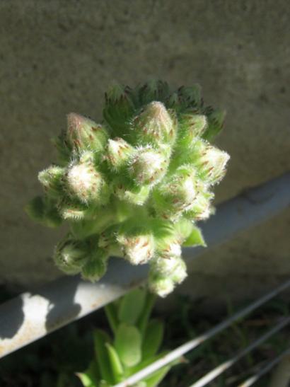 Name:  sempervivum.jpg
Views: 1154
Size:  24.0 KB