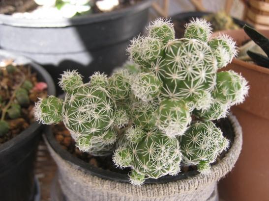 Name:  mammillaria gracilis.jpg
Views: 1325
Size:  43.7 KB