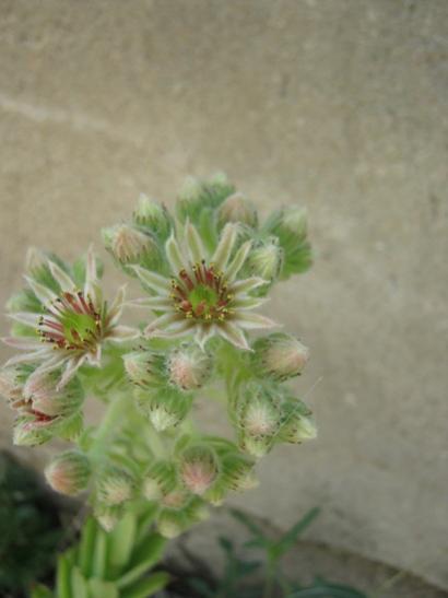 Name:  sempervivum.jpg
Views: 1077
Size:  21.9 KB