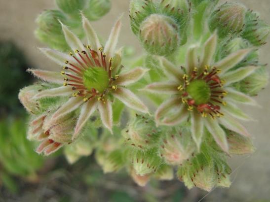 Name:  sempervivum1.jpg
Views: 1097
Size:  29.5 KB