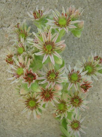 Name:  sempervivum2.jpg
Views: 1087
Size:  38.6 KB