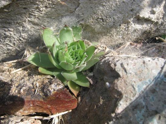 Name:  sempervivum----.jpg
Views: 1080
Size:  50.8 KB