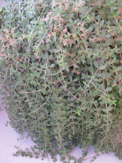 Name:  sarmentosum.jpg
Views: 1121
Size:  51.9 KB