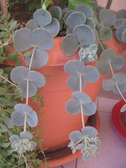 Name:  sedum sieboldii.jpg
Views: 1279
Size:  29.6 KB