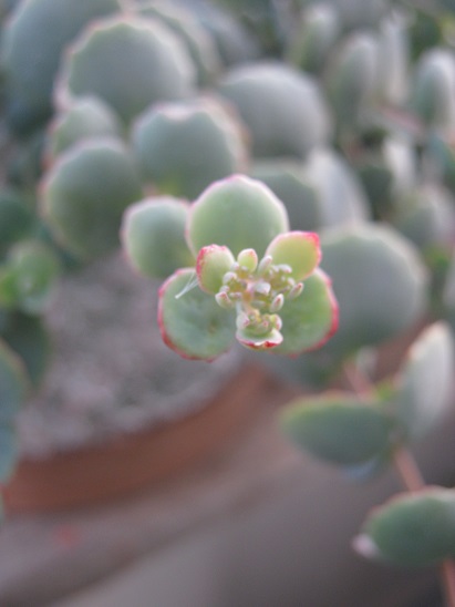 Name:  s. sieboldii1.jpg
Views: 1059
Size:  62.5 KB