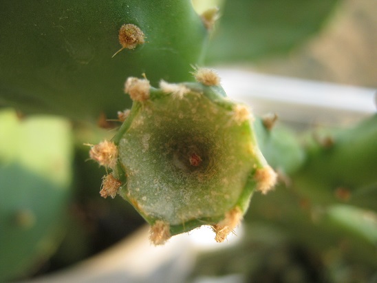 Name:  opuntia vulgaris.jpg
Views: 1567
Size:  57.8 KB