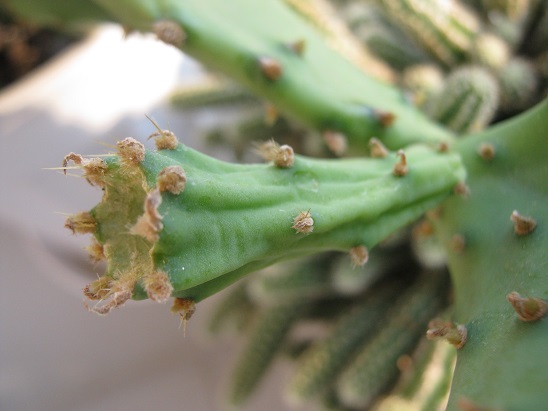 Name:  opuntia vulgaris1.jpg
Views: 1534
Size:  59.3 KB