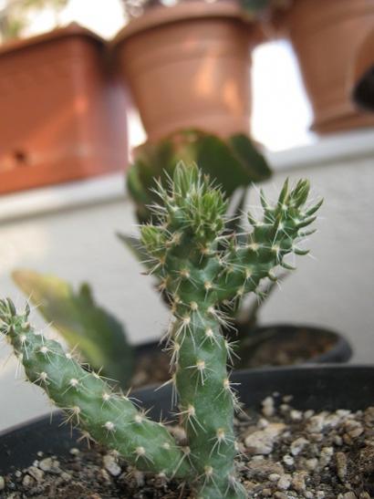 Name:  cylindropuntia imbricata.jpg
Views: 1583
Size:  31.0 KB
