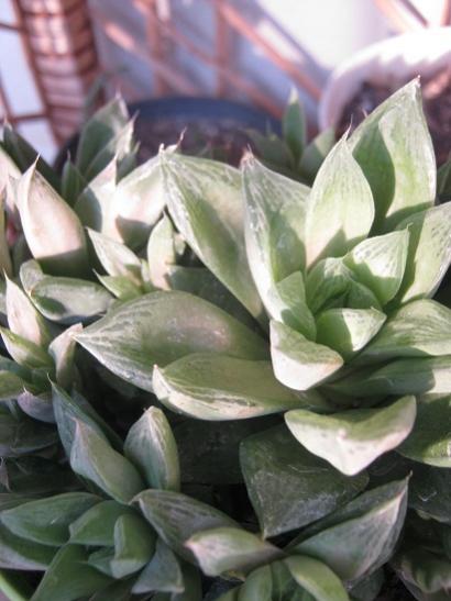 Name:  haworthia.jpg
Views: 1521
Size:  34.9 KB