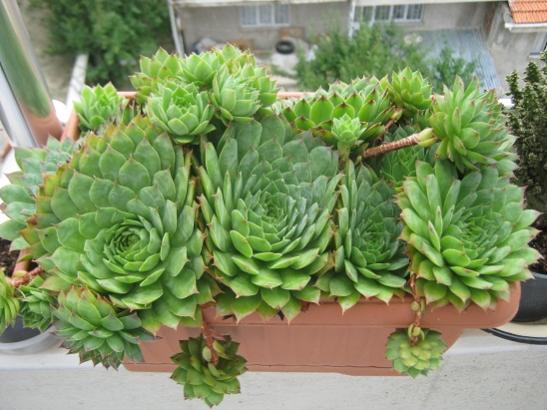 Name:  sempervivum.jpg
Views: 1305
Size:  44.4 KB