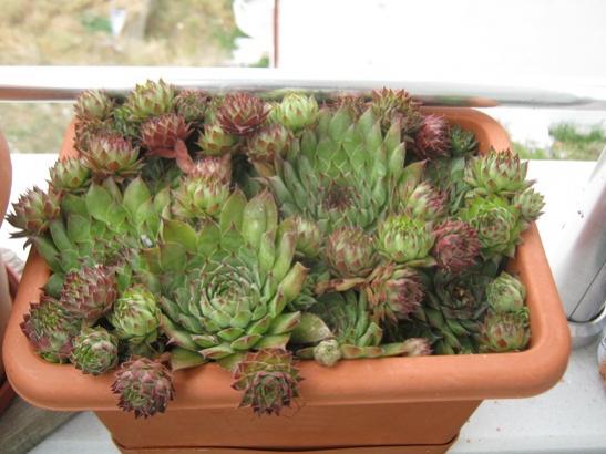 Name:  sempervivum1.jpg
Views: 1206
Size:  38.1 KB
