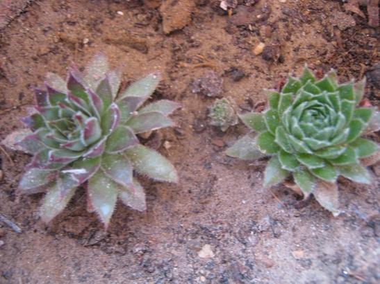 Name:  sempervivum2.jpg
Views: 1230
Size:  46.3 KB